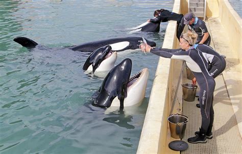 Fin de la captivité des cétacés Quel avenir pour Marineland ses