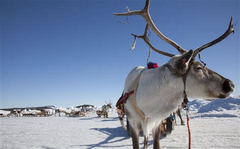 Visit Inari Safaris & Acommodation | Hotel & Cabins | Finnish Lapland