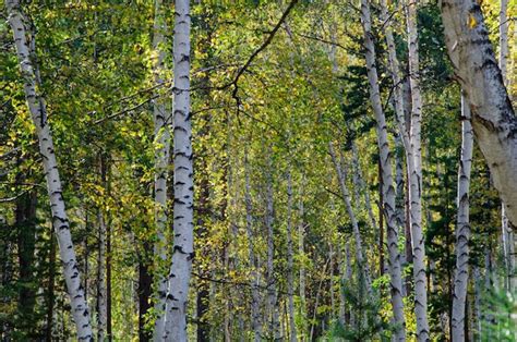 Premium Photo Birch Grove In Autumn Autumn Birch Forest