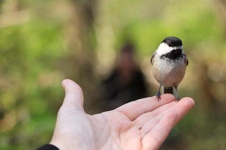 Sauver un oiseau tombé de son nid À Lire