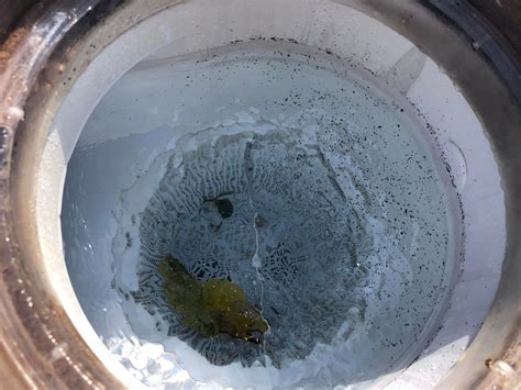 What’s up with these tiny bug/larvae things? (More in the comments) : r