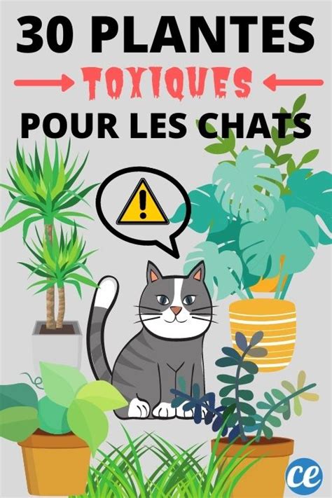 Plantes Toxiques Pour Votre Chat Conna Tre Absolument Chat