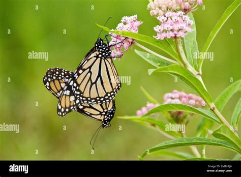 03536 04920 Monarch Butterflies Danaus Plexippus Male And Female Mating On Swamp Milkweed