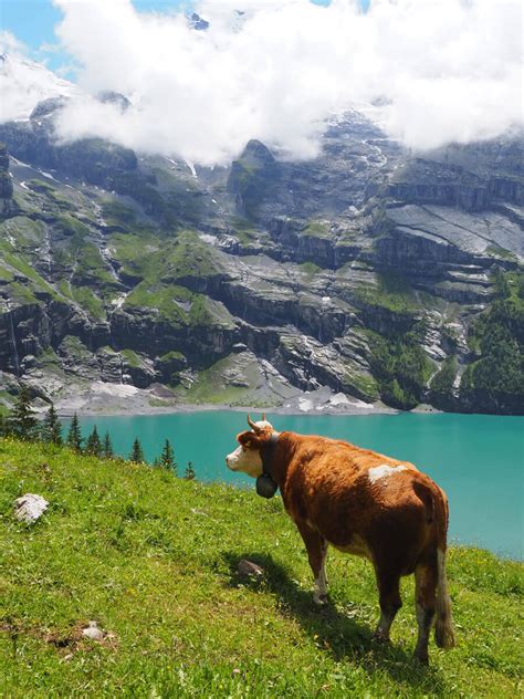 Oeschinensee In Der Schweiz Einer Der Schönsten Bergseen In Europa