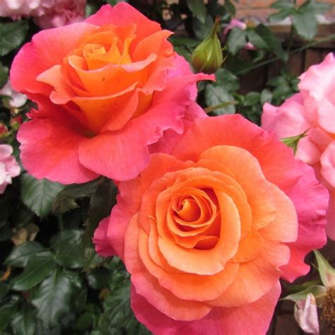 Sunrise Rose Orange And Pink Climbing Rose Style Roses
