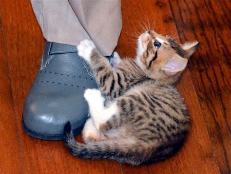 21 Photos Of Shoe Obsessed Cats That Will Make You Laugh Thecatsite