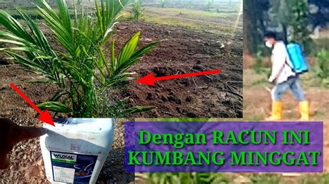 Cara Mengatasi Kumbang Pada Pokok Sawit Dengan Jenis Racun Youtube