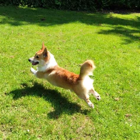 Corgi Tail Complete Guide (Docking, Cut, Communication, Problems ...