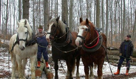 Pin Auf Hufe Pferd Esel Rind Co