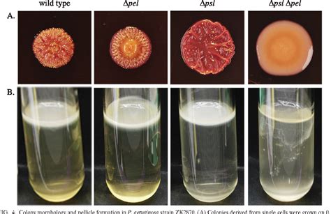 Pseudomonas Aeruginosa Colony Morphology