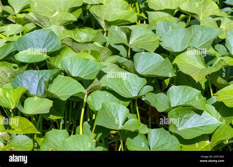 Sweet Potato Ipomoea Batatas Leaves Called Ubi Jalar In Indonesia