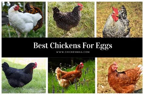 Top 9 Best Breeds Of Chickens For Eggs - You Probably Didn't Know