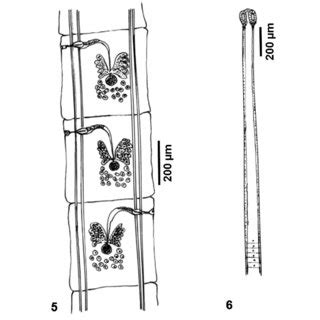 Composite Line Drawings Of Oochoristica Harschi Sp Nov 5 Mature