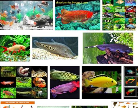 Jenis Ikan Hias Air Tawar Aquarium Terlengkap Dari A Z