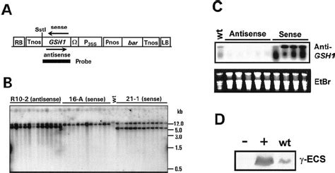 Generation Of Transgenic Arabidopsis Lines With Altered Gsh Levels A