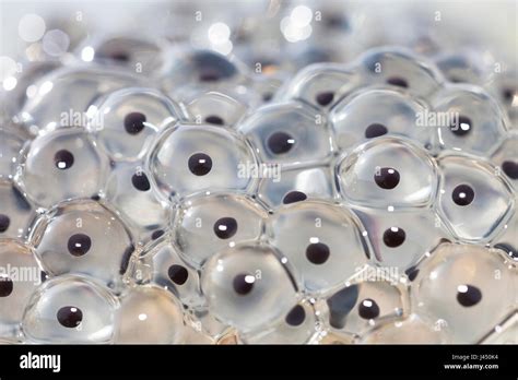 Frog spawn from common frog Stock Photo - Alamy