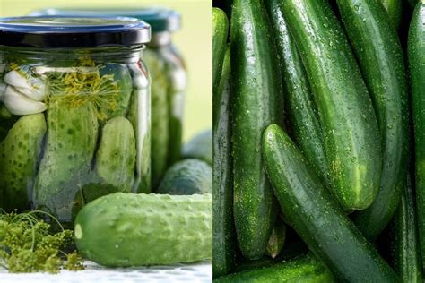 Differences Between Pickling Cucumbers VS Regular Cucumbers