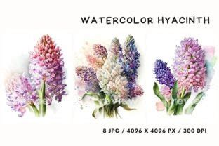 Watercolor Hyacinth Clipart Graphic By Cosas Molonas Creative Fabrica