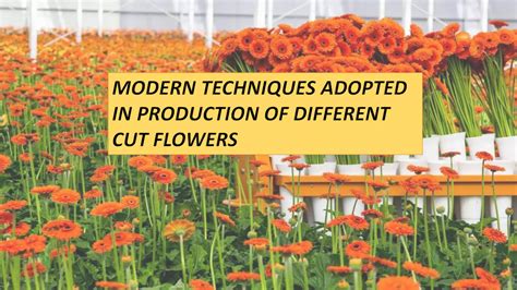 Modern Techniques Adopted In The Production Of Different Cut Flowers Ppt