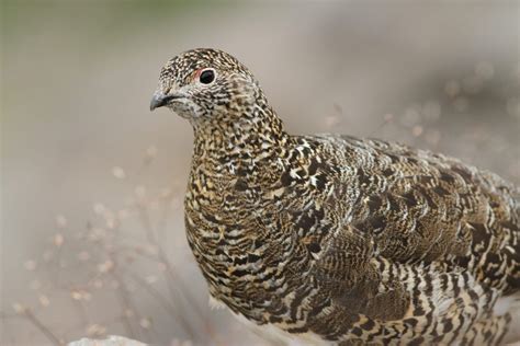 【ライチョウの図鑑】中央アルプス放鳥・神の鳥・雛・食性・繁殖生態・海外の分布・個体数 Web野鳥図鑑