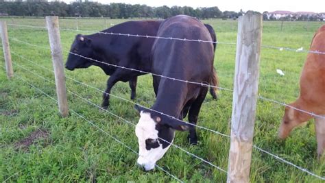 How To Build The Best Fence For Cattle From Electric To High Tensile N And W Livestock