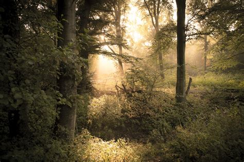 Wallpaper Sunlight Trees Forest Nature Branch Morning Germany