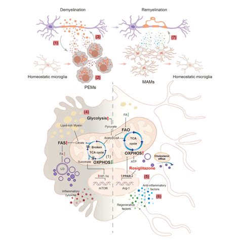 Modulation Of Microglial Metabolism Facilitates Regeneration In