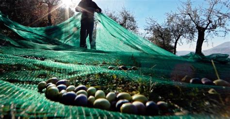 1 kilo zeytinin maliyeti 45 TL Gözler şimdi Marmarabirlik in