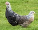 Marans noire camail cuivré Élevage et vente poules et coqs