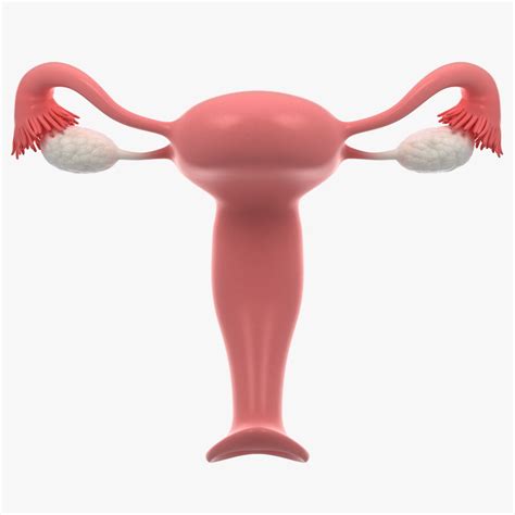 Female Reproductive System 3d Model 79 3ds Blend C4d Fbx Max