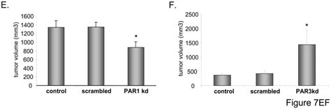 Effect of thrombin and thrombin receptors on proliferation of RMS cells ...