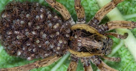 5 Animais Que Passam Por Metamorfose E Como Eles Fazem Isso