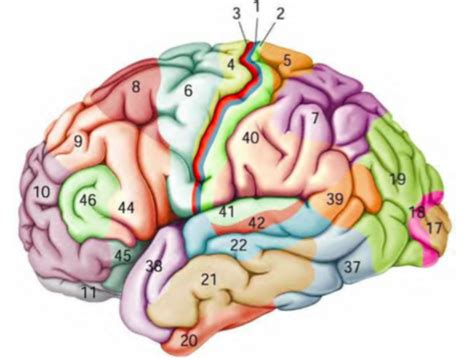 Brodmann S Areas