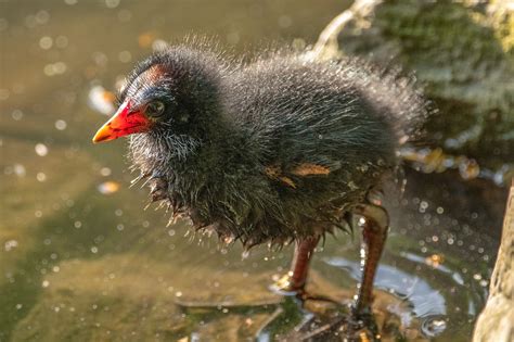 Bird Moorhen Flow Free Photo On Pixabay Pixabay