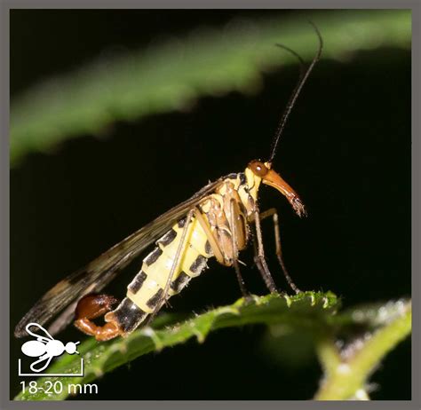 Panorpe M Ridionale Panorpa Meridionalis Identifier Un Insecte