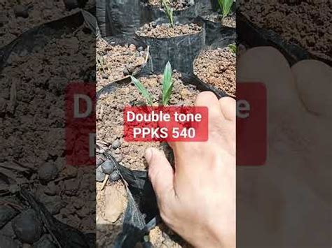 Duoble Tone PPKS 540 Usia Semai 1 Bulan YouTube