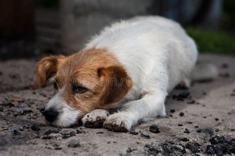 Lonely Dog Stock Image Image Of Sadness Eyes Separation 33639203