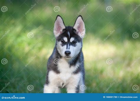 How Big Is The Biggest Siberian Husky