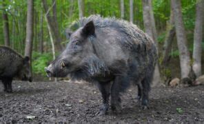 Das Gr Te Wildschwein Der Welt Das Sus Scrofa Attila Ist Das Monster