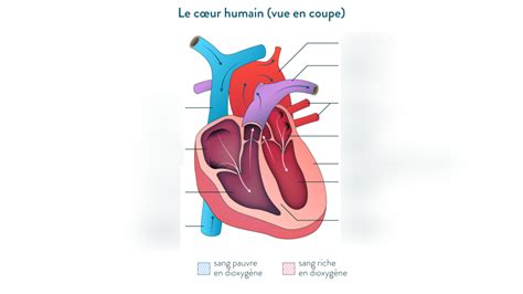 Schaubild System Cardiaque Quizlet