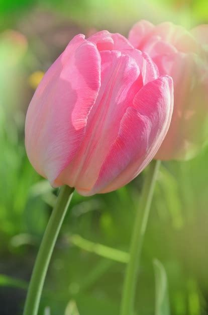 Premium Photo Pink Tulip Parrot Parrot Tulip Close Up