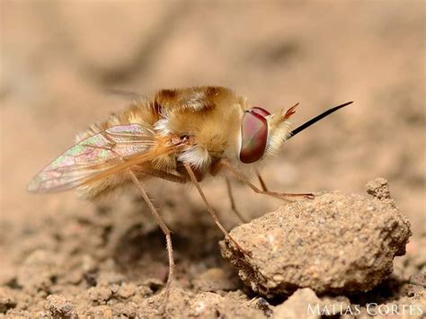 moscas Florícolas de Chile on Instagram Mosca abeja Parasystoechus