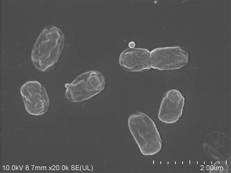 Biologiczna Szczepionka Dla Ro Lin Gazeta Uniwersytecka U