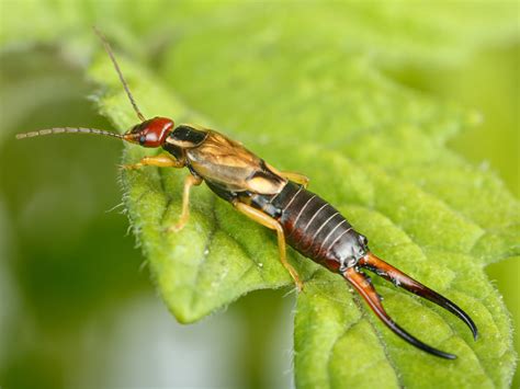 Earwigs Pest Indentification And Pest Control And Elimination