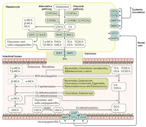 胆汁酸 肠道菌群在肠道炎症和肿瘤生成中的互作deepgener的博客 Csdn博客