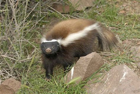 8 Fascinating Skunk Species