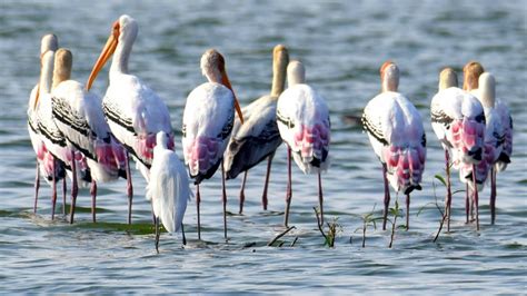 Kolleru Lake Bird sanctuary,Andhra pradesh,India ~ AMARAVATI TOURISM