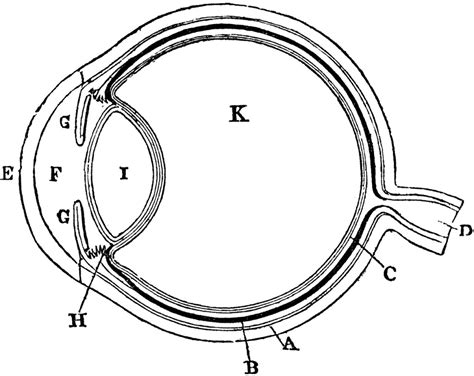 Human Eye Diagram Without Labels