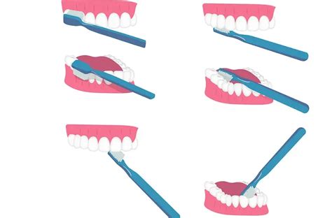 Técnica de Bass Cómo Debes Cepillarte los Dientes Cleardent