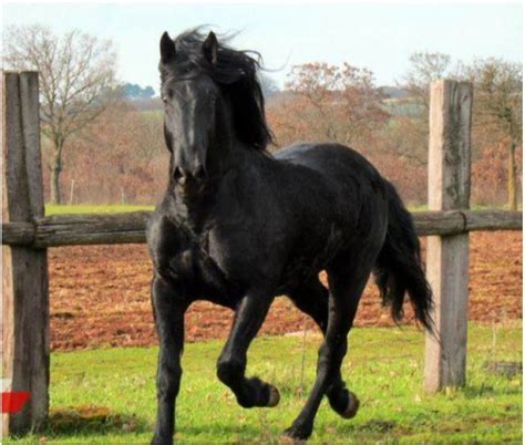 Cavallo - Felipa Whitt
